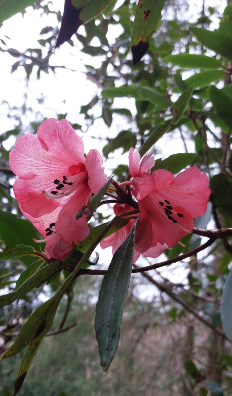 R. floccigerum